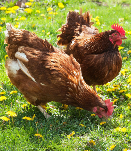 Công Ty TNHH Sản Xuất Thương Mại BIOVET