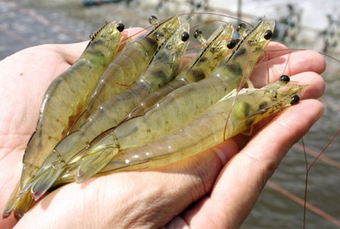 Sản phẩm dành cho Thủy Sản