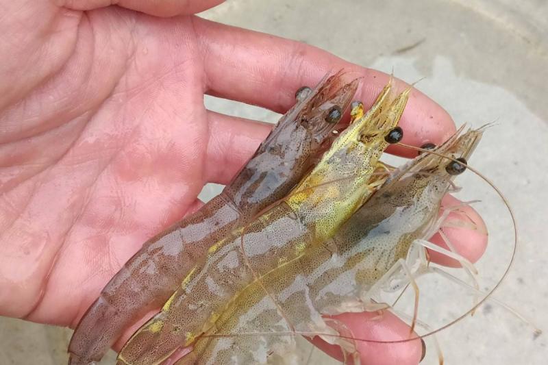 Các bệnh thường gặp trên tôm và giải pháp phòng ngừa hiệu quả